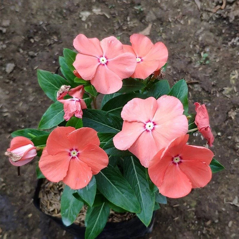 Vinca Seeds 1000 Count Sunsplash Peach Non-GMO Garden Flowers Catharanthus roseus