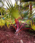 Large Red Latin Palm Seedling 3 Gal, Fully Rooted, Latania lontaroides, Rare Tropical Plant for Indoor & Outdoor Gardens