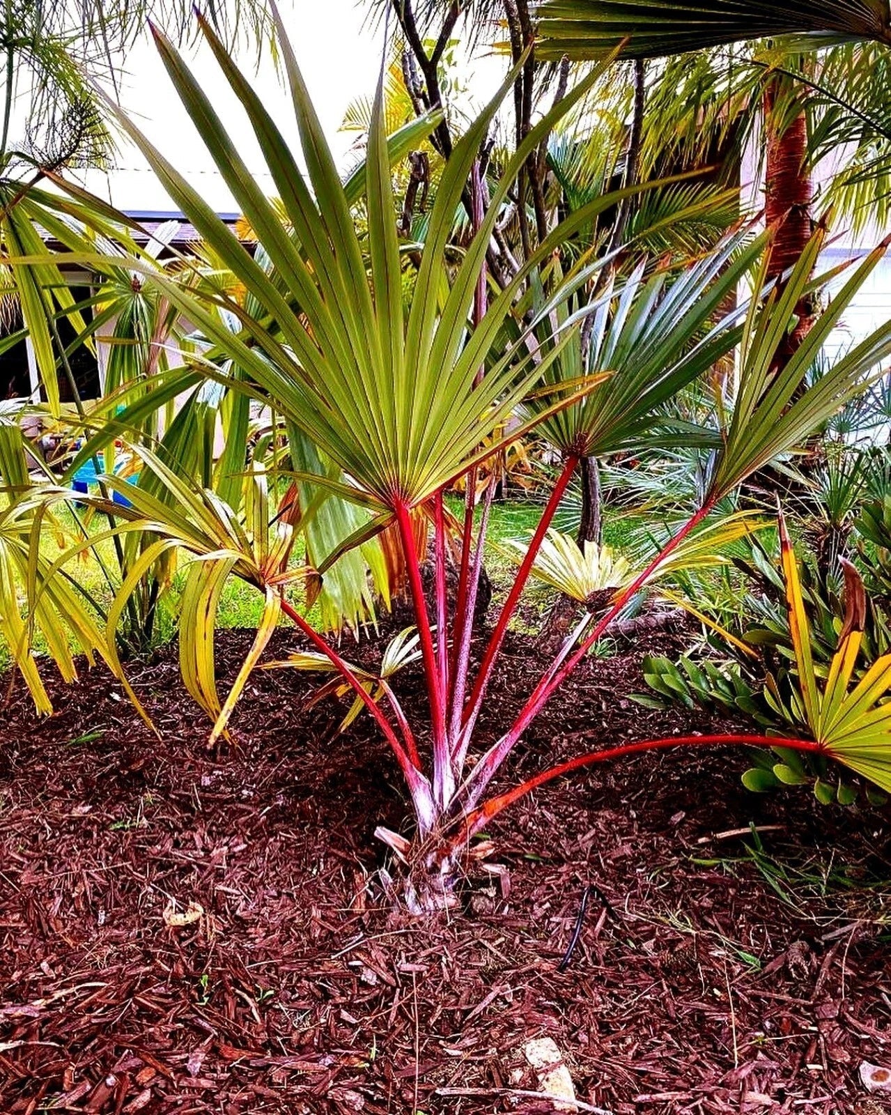 Large Red Latin Palm Seedling 3 Gal, Fully Rooted, Latania lontaroides, Rare Tropical Plant for Indoor & Outdoor Gardens