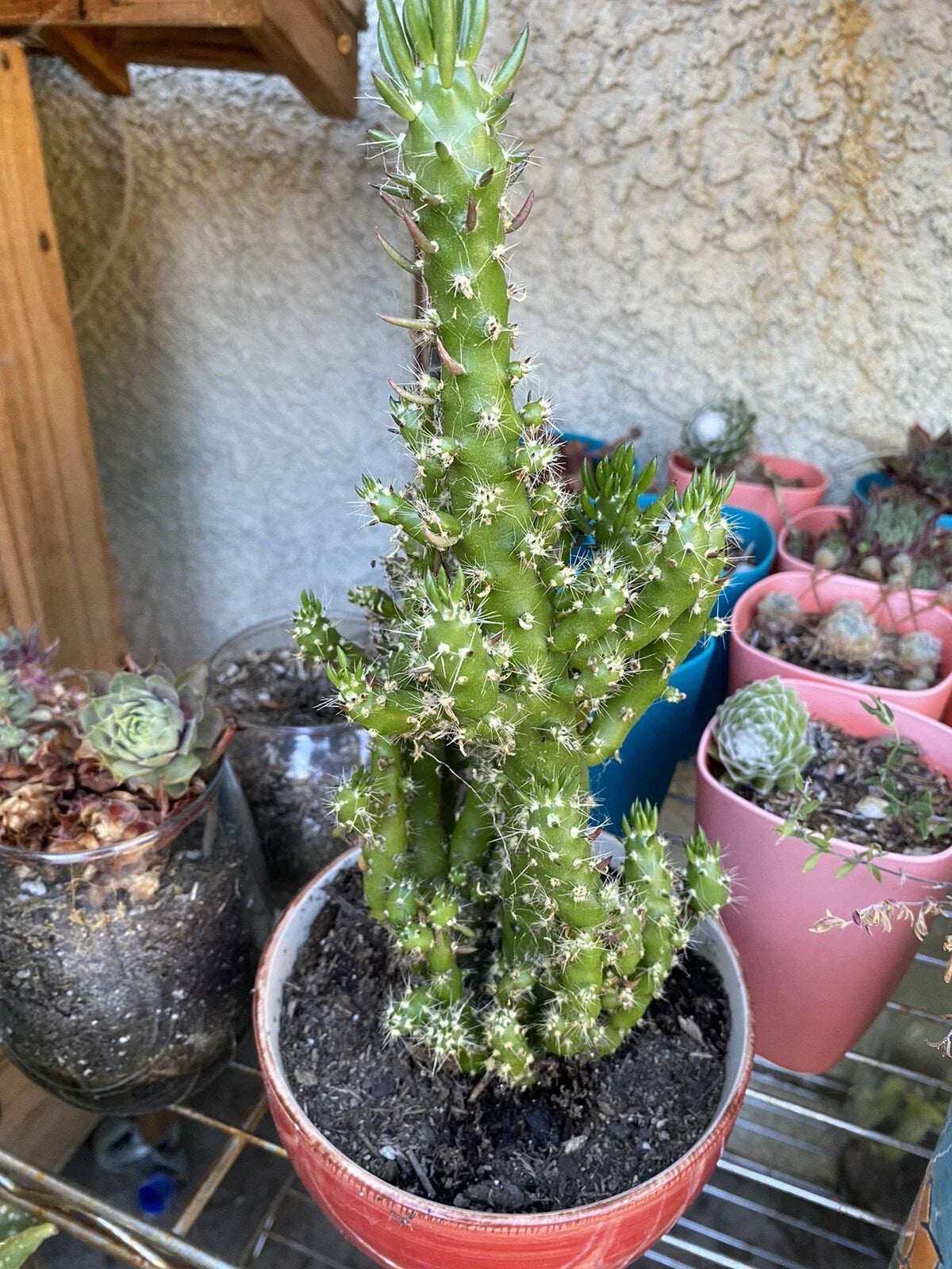 Hardy Eve’s Needle Cactus Bundle 4 Pack Cereus Monstrosus Peanut Cactus No Pot or Soil Indoor Outdoor