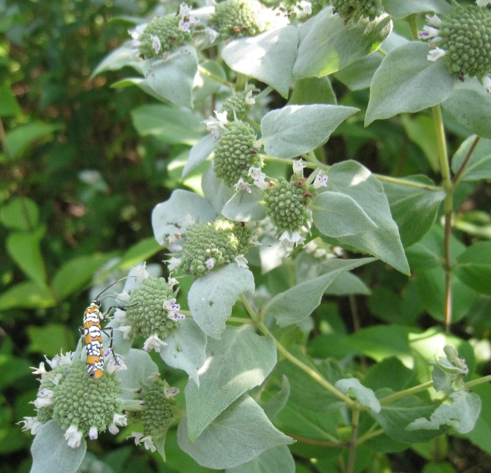 Mountain Mint Seeds - 1000 Count - Aromatic Herb - Medicinal and Culinary Uses - Pycnanthemum spp.