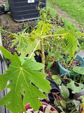 Red Lady Papaya Tree Bare Root - Tropical Fruit Plant Carica papaya, Full Sun, Fast-Growing, Edible Fruit, Landscaping
