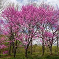 Eastern Redbud Tree - Bare Root Live Plant, Cercis Canadensis, Pink Flowers, Compact Garden Tree