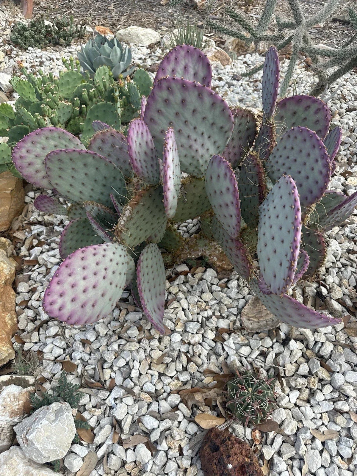 Opuntia Santa Rita Purple Prickly Pear Cactus Cuttings - Large Succulent for Desert Gardens & Landscaping