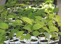 Cherimoya Seedling Plant - Live Rooted Tree for Home Gardening - Annona cherimola - Large Fruit, Tropical Flavor