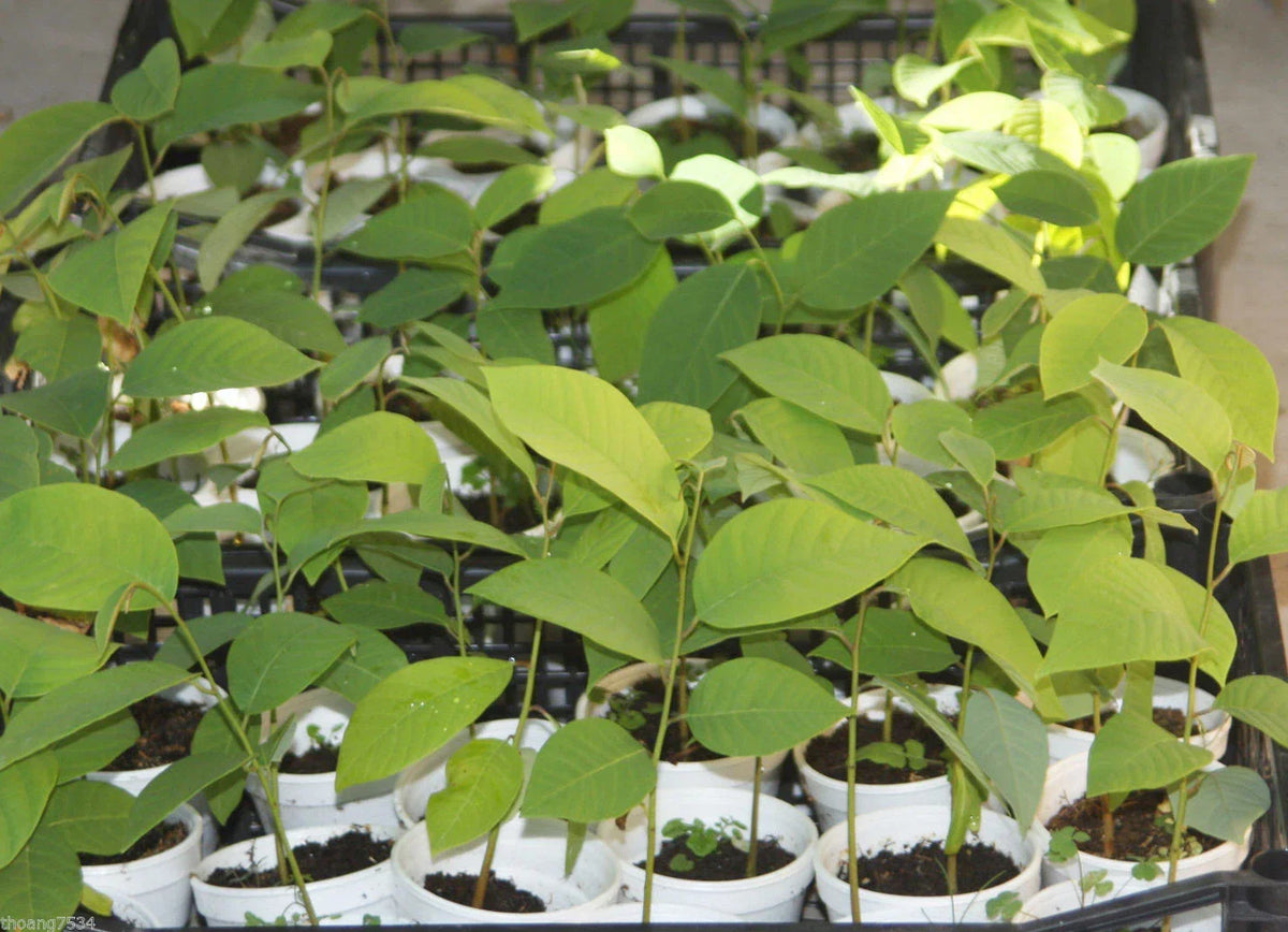 Cherimoya Seedling Plant - Live Rooted Tree for Home Gardening - Annona cherimola - Large Fruit, Tropical Flavor