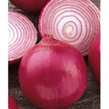 Red Grano Onion Seeds - 310 Count, Allium cepa, Early Sweet Variety, Bulb-Forming, Full Sun, Non-GMO, Garden & Culinary Use