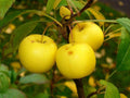 European Crab Apple Seeds - Malus Sylvestris, 30 Pack, Fruit Tree Seeds, Ornamental Tree, French Crabapple, Wildlife Attracting Seeds