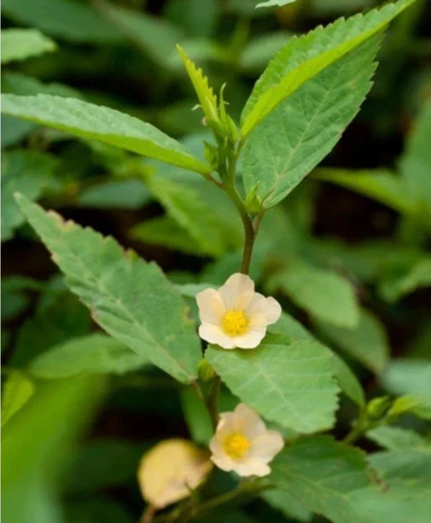 Sida acuta Seeds - Organic Herbal Teaweed Wireweed Seeds for Medicinal Gardens - 50+ Premium Seeds