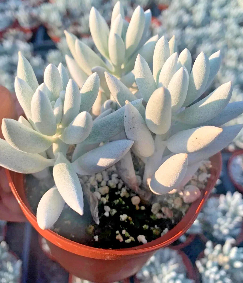 Unique Senecio Haworthii Succulent Plant - 4" Pot - Whitest Succulent Varietal - Indoor and Outdoor Drought-Tolerant Plant