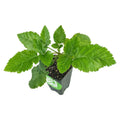 Prime-Ark Freedom Blackberry Plant - Thornless Rubus for Home Garden
