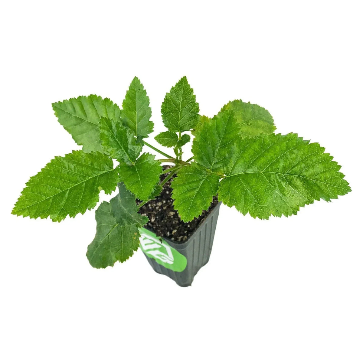 Prime-Ark Freedom Blackberry Plant - Thornless Rubus for Home Garden