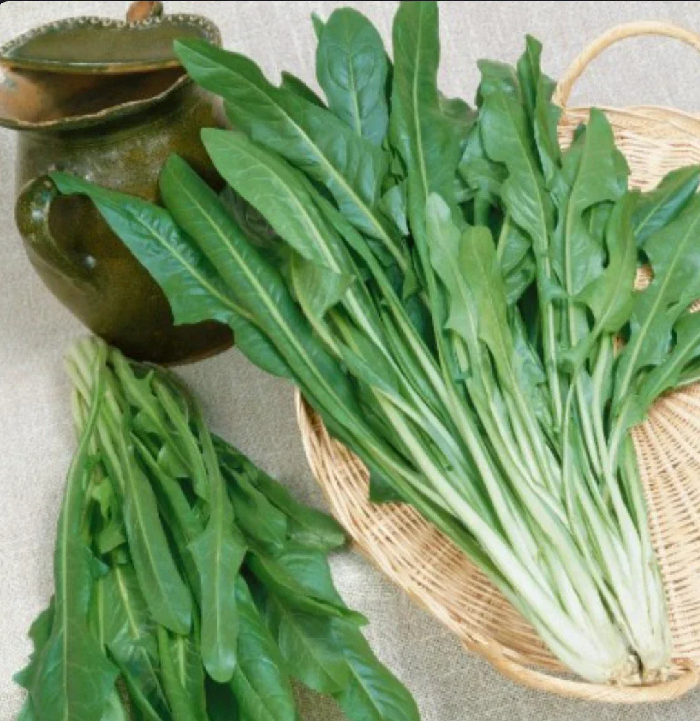 Italian Dandelion Seeds Bulk 1000+ Cichorium intybus var. foliosum Organic Non-GMO