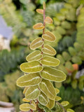 Marcgravia sp. Peru Cutting | 10-Leaf Indoor Terrarium Plant | Tropical Climber for Indoor Gardens