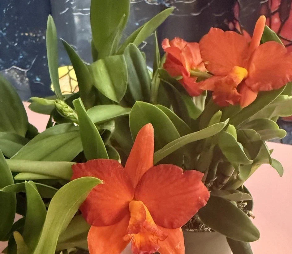 Cattleya Orchid Plant Bare Root 1-3 Stems No Pot Exotic Houseplant