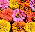 Peachy Keen Zinnia Seed Mix - 100+ Non-GMO Seeds for Vibrant Annual Flowers, Garden Borders & Cut Flowers (Zinnia elegans)