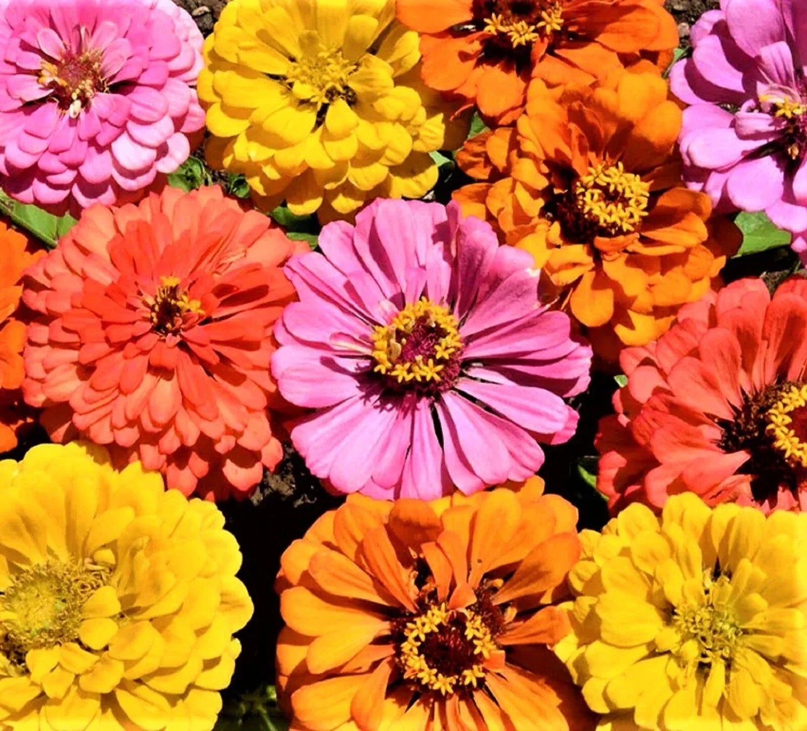 Peachy Keen Zinnia Seed Mix - 100+ Non-GMO Seeds for Vibrant Annual Flowers, Garden Borders & Cut Flowers (Zinnia elegans)