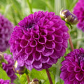 Nina Dahlia Seeds - Perennial Flower Seeds for Garden Borders & Cut Flowers - Dahlia pinnata, 25 Pack