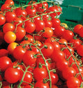 Cherry Tomato Seeds - 200+ Heirloom Non-GMO Organic Solanum lycopersicum
