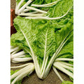 Swiss Chard Seeds 50 Ct Lucullus Heirloom Non-GMO Vegetable Garden Beta vulgaris subsp. cicla