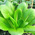 Mustard Seeds for Microgreens Florida Broadleaf Non-GMO Heirloom Seeds - Brassica juncea, 2000+ Seeds