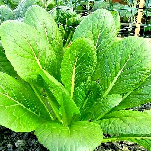 Mustard Seeds for Microgreens Florida Broadleaf Non-GMO Heirloom Seeds - Brassica juncea, 2000+ Seeds