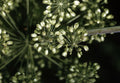 Angelica Seeds - 200 Non-GMO Herb Seeds for Gardening - Angelica archangelica, Biennial Plant, Herbal Garden Seed Packet