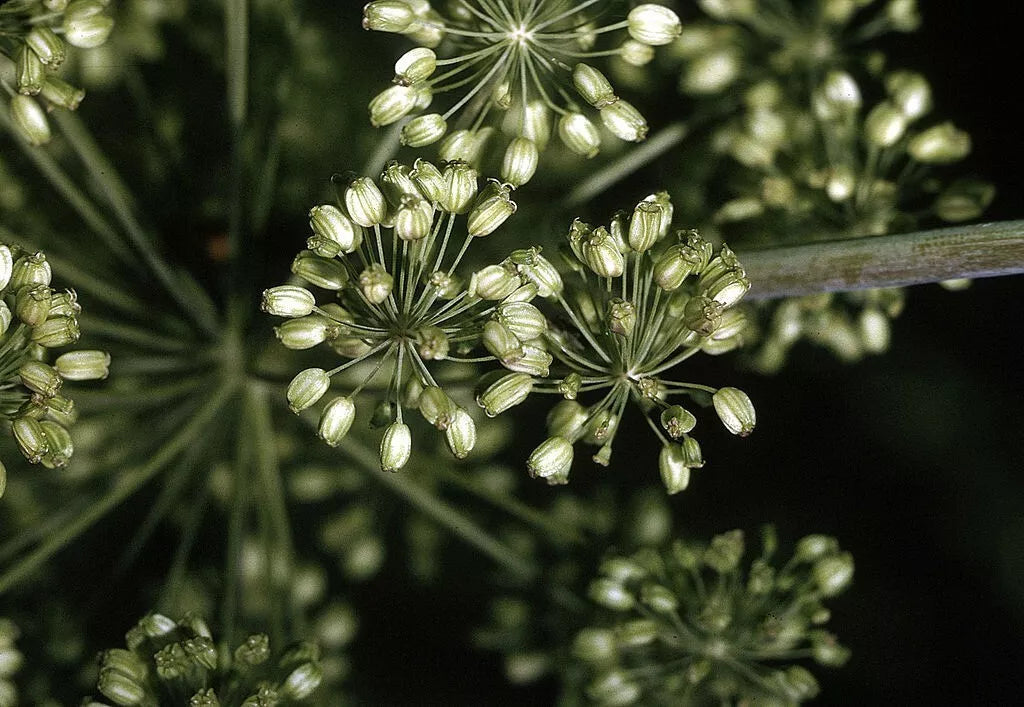 Angelica Seeds - 200 Non-GMO Herb Seeds for Gardening - Angelica archangelica, Biennial Plant, Herbal Garden Seed Packet