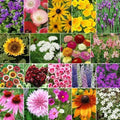 Wildflower Seeds - 500 Non-GMO Heirloom Fall Bloom Mix with 19 Flower Species for Autumn Garden, Pollinator-Friendly, Easy to Grow