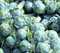 Brussels Sprouts Seeds 300+ Count, Long Island Variety, Brassica oleracea, Vegetable Garden, Cold Tolerant, Heirloom