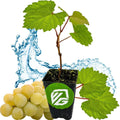 Blanc du Bois Grape Live Plant in 3-Inch Pot, Vitis labrusca, Climbing Vine for Home Garden, Fresh Grapevine, Hardy, Easy Care