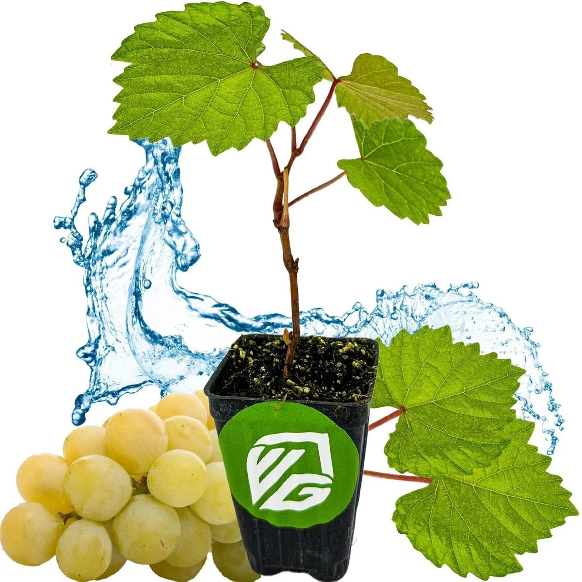 Blanc du Bois Grape Live Plant in 3-Inch Pot, Vitis labrusca, Climbing Vine for Home Garden, Fresh Grapevine, Hardy, Easy Care