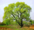 Black Willow Tree Cuttings 6 Pack - Fast Growing Salix nigra for Landscaping and Wet Areas