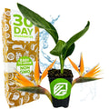 Orange Bird of Paradise Live Plant 3-8 Inches Strelitzia reginae Container Perennial South Africa