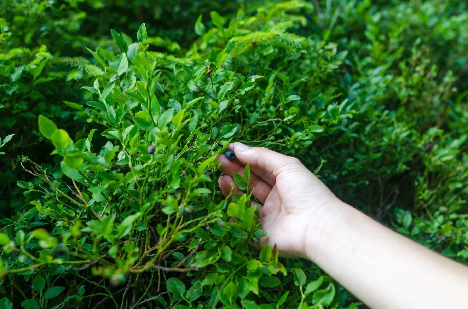 Evergreen Huckleberry Seeds - 50+ Vaccinium ovatum Perennial Shrub for Edible Berries, Evergreen Foliage, Hardy Garden Plant