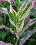 Dwarf Rainbow Corn Seeds - 10 Pack Non-GMO Zea mays Colorful Ornamental Corn for Gardens