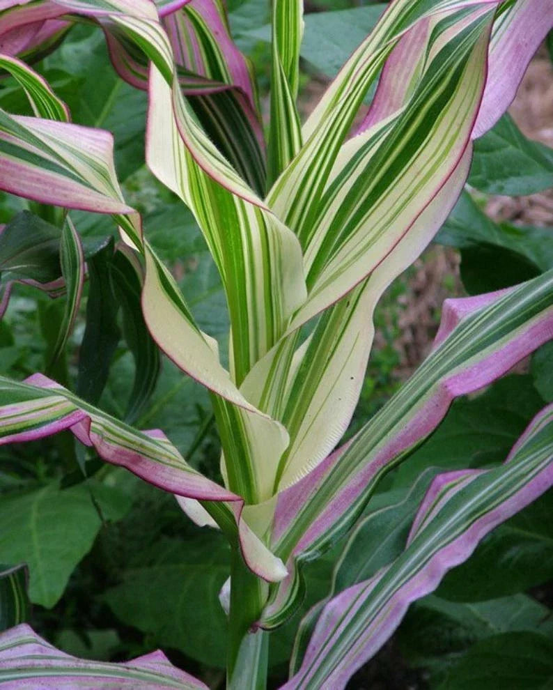 Dwarf Rainbow Corn Seeds - 10 Pack Non-GMO Zea mays Colorful Ornamental Corn for Gardens