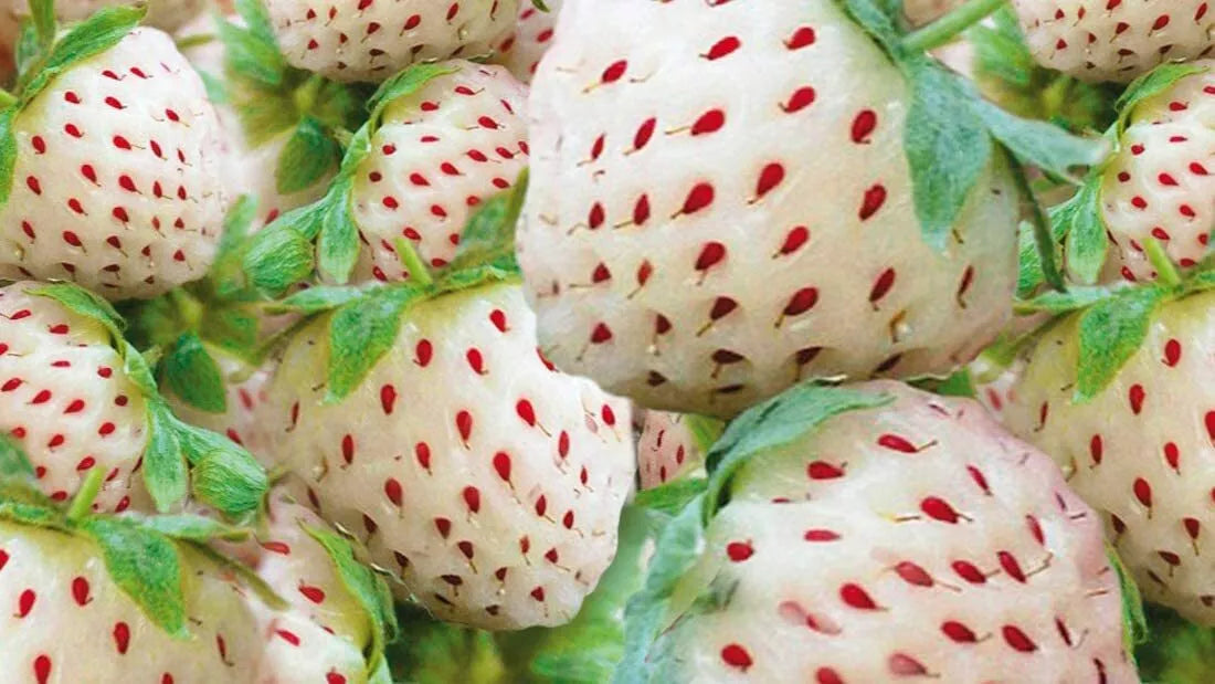 White Strawberry Seeds - 200+ White Pineberry Seeds - Non-GMO, Made in USA, Fragaria × ananassa, Garden, Container, Edible Fruit