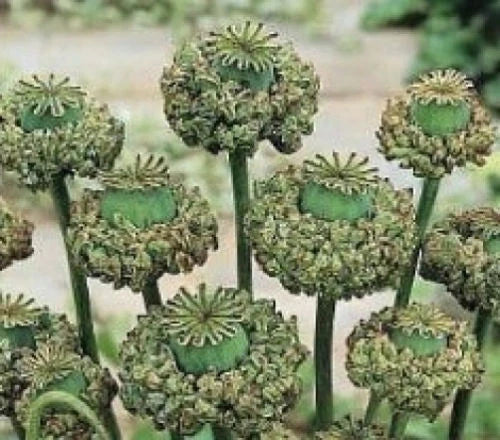 75 Seeds Hen and Chickens Poppy Seeds, Papaver rhoeas, Annual Flower for Garden Beds & Borders