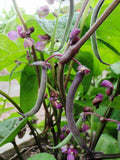 Royal Burgundy Bush Green Bean Seeds, Non-GMO, Stringless, Phaseolus vulgaris, Heirloom Variety, Compact Plant for Small Gardens