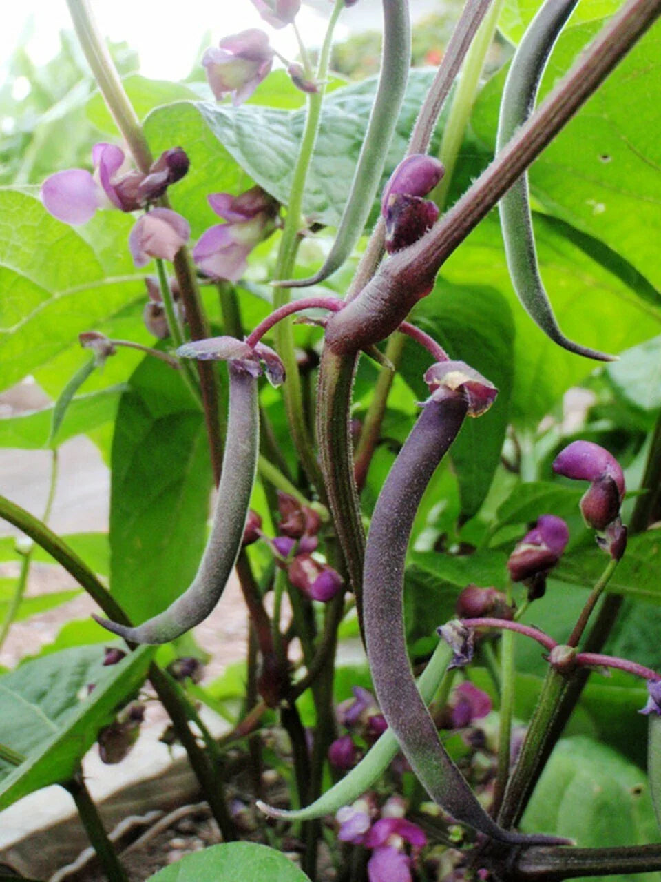 Royal Burgundy Bush Green Bean Seeds, Non-GMO, Stringless, Phaseolus vulgaris, Heirloom Variety, Compact Plant for Small Gardens