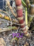 Rare Heirloom Sugar Cane Plants – Well-Rooted Large Varieties Saccharum officinarum for Gardens & Landscaping