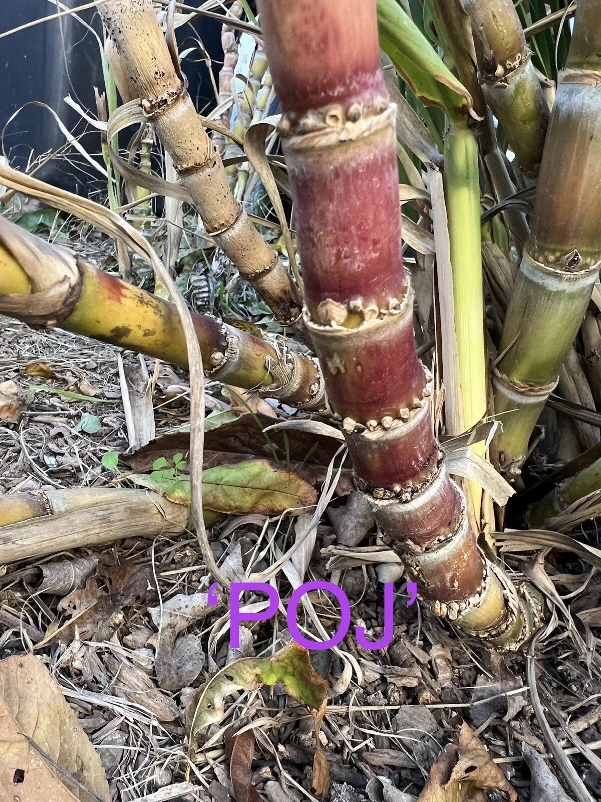 Rare Heirloom Sugar Cane Plants – Well-Rooted Large Varieties Saccharum officinarum for Gardens & Landscaping