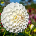 Boom Boom White Dahlia Seeds | Perennial Flower Seeds | White Blooming Dahlia pinnata | Garden, Cut Flowers, Borders