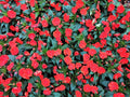 Impatiens Seeds 500 Count Scarlet Sun & Shade Impatiens walleriana Non-GMO Garden Flower Seeds