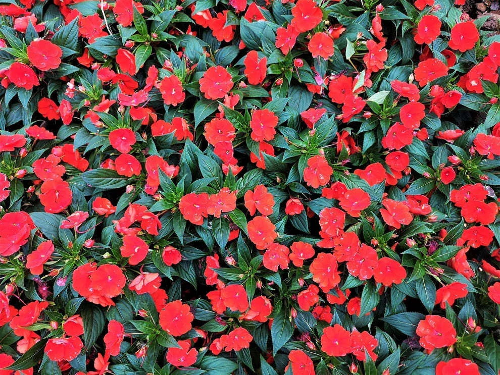 Impatiens Seeds 500 Count Scarlet Sun & Shade Impatiens walleriana Non-GMO Garden Flower Seeds