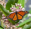 Milkweed Seeds - 50 Perennial Asclepias Pink Host Plant for Monarch Butterflies, Pollinators, Garden, Ecosystem