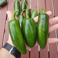 Mammoth Jalapeno Hot Pepper Seeds – Organic Non-GMO Capsicum annuum, Spicy, Large Peppers, Seed Pack of 100