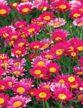 Bright Pink Marguerite Daisy Seeds - 200+ Pack - Garden Flower Seeds - Leucanthemum x superbum - Argyranthemum frutescens
