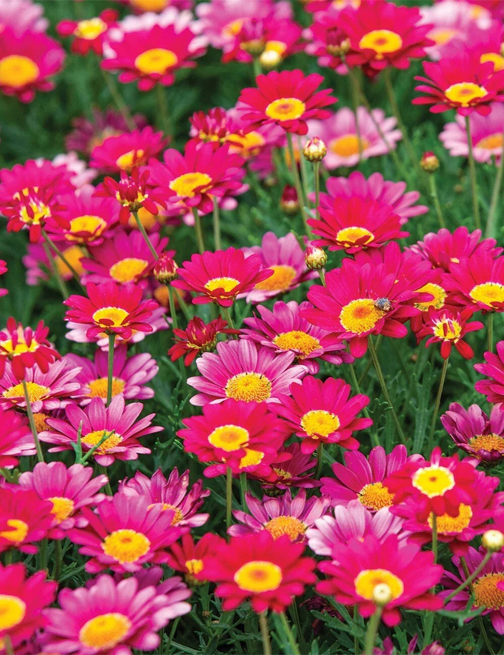 Bright Pink Marguerite Daisy Seeds - 200+ Pack - Garden Flower Seeds - Leucanthemum x superbum - Argyranthemum frutescens